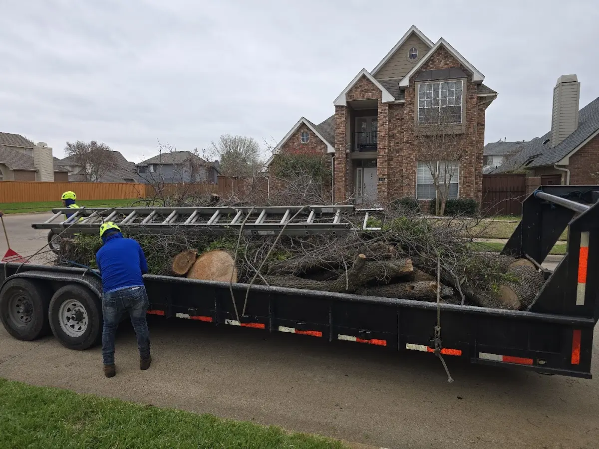 Expert Tree Pest Control with proper safety equipment in Bangor